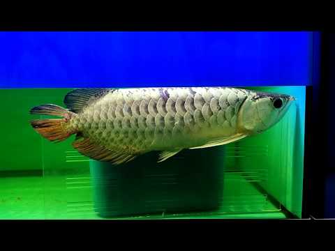 วีดีโอ: ทำไมปลาถึงกระโดดออกจากตู้ปลา