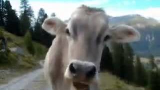 La vaca - Humor