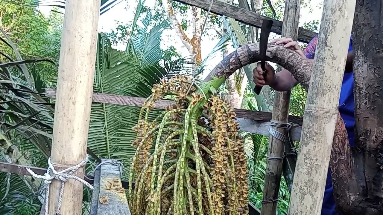 @Pemotongan Manggar Aren ke 6 || Airnya Tetap Banyak.