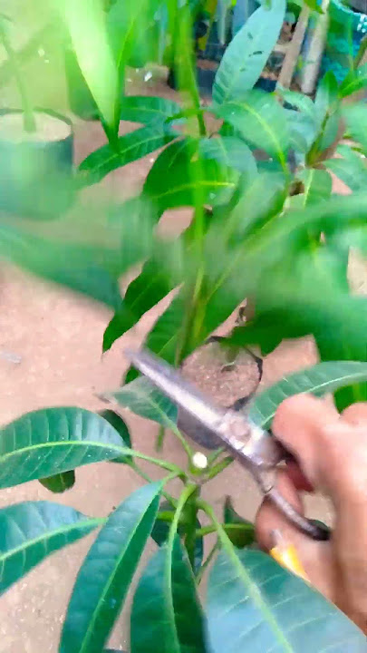 Kesalahan fatal jika tak lakukan ini pada pohon mangga anda !! sebelum menyesal segera lakukan