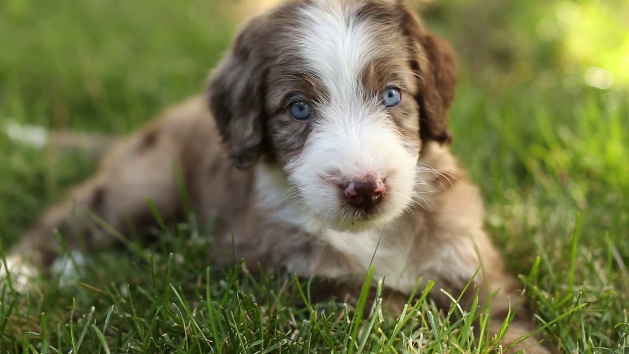aussie dooble aussie dooble