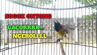SOGOK ONTONG GACOR NGEROLL NEMBAK siap buat pikat