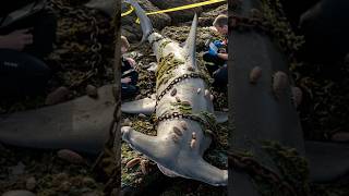 Stranded hammerhead shark rescued