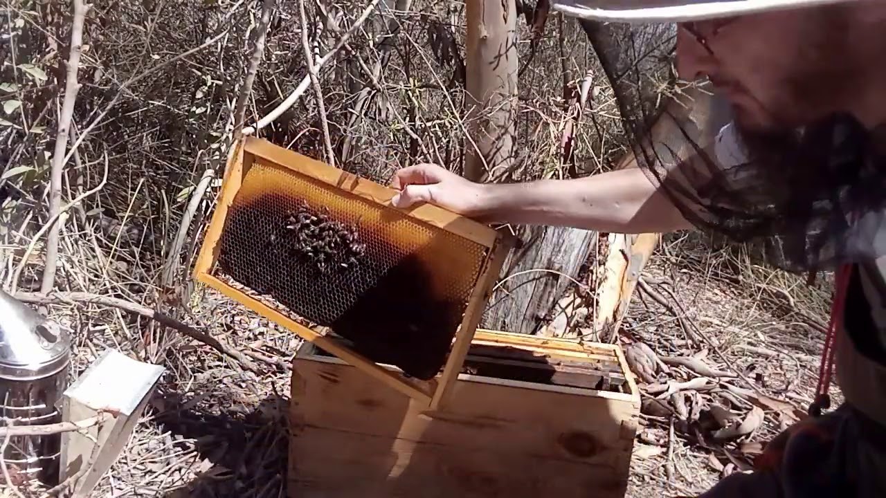 تاثير العجينة البروتينية على التبييض.