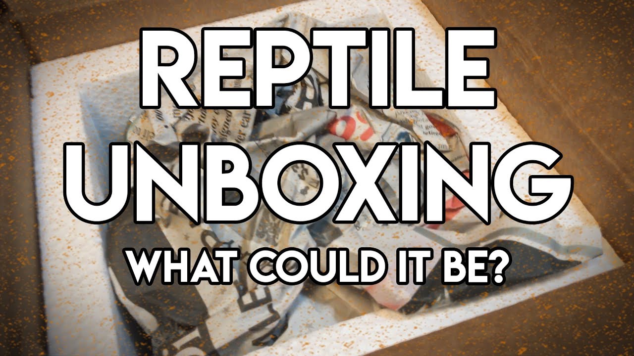 pythons for sale Awesome Reptile Unboxing! Whats Inside?!