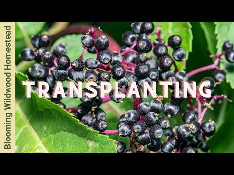 Video: Hyllebærtransplantasjonsveiledning: Lær om å flytte en hyllebærbusk