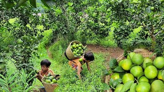 The orphan boy khai was given a basket by the old woman, Harvest oranges to sell.everyday life