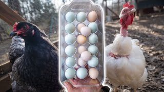 Backyard Chicken Egg Shortage? NOT WITH THIS FEED!