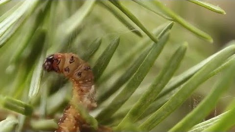 Spruce Budworm Outbreaks