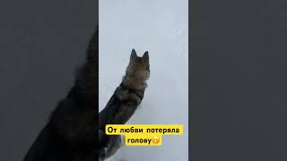 Любовь она такая #любовь #животные #собака #лайка #shorts