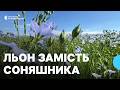 Витримує посуху й очищає ґрунт: чому на Кіровоградщині збільшують посіви льону