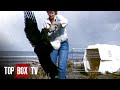 Bald Eagle Rescue - Animal Miracles 105 - Keno, Avalanche Dog