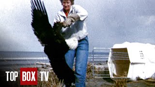 Bald Eagle Rescue  Animal Miracles 105  Keno, Avalanche Dog