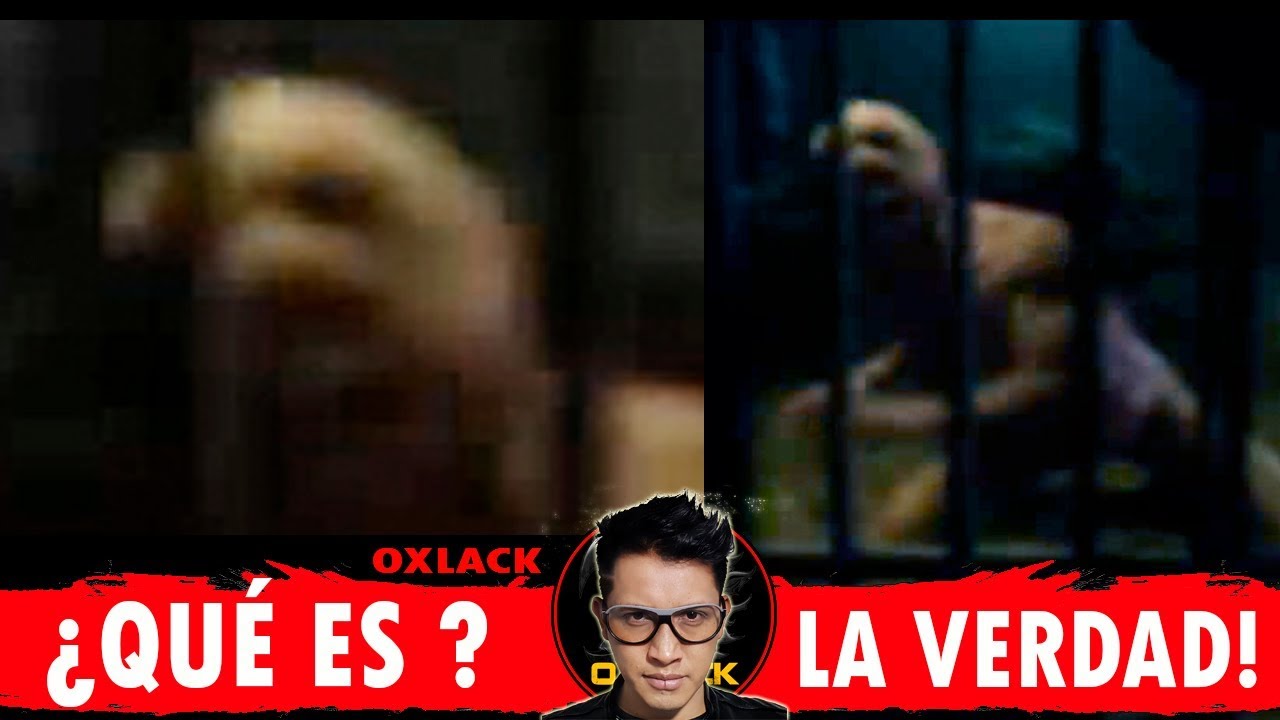 Video Filtrado De Un Reptiliano Provocó La Caída De Youtube Noticias Locales Policiacas Sobre México Y El Mundo El Sol De Morelia Michoacán