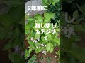 2年前に挿し芽したアジサイ!!️ 初めて 咲きました⤴️