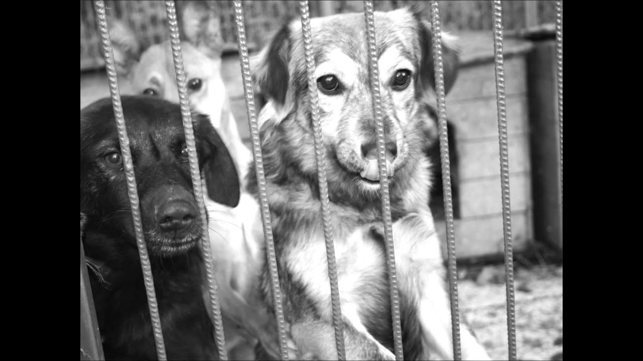 Psy ze schroniska / Dogs from shelter