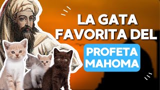 Muezza: la gata que salvó la vida de Mahoma | Gatos en la historia