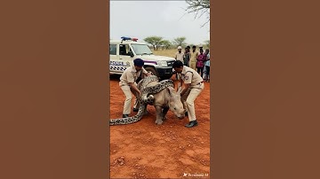 Brave Officers Rescue Baby Rhino from Giant Python | Incredible Wildlife Rescue 🦏🐍