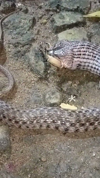 Checkered keel back snake Rescue Non Venomous snake #snake babu #madurai #savenatures #save snake's
