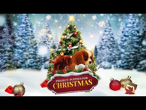 Project: Puppies for Christmas TRAILER | 2019