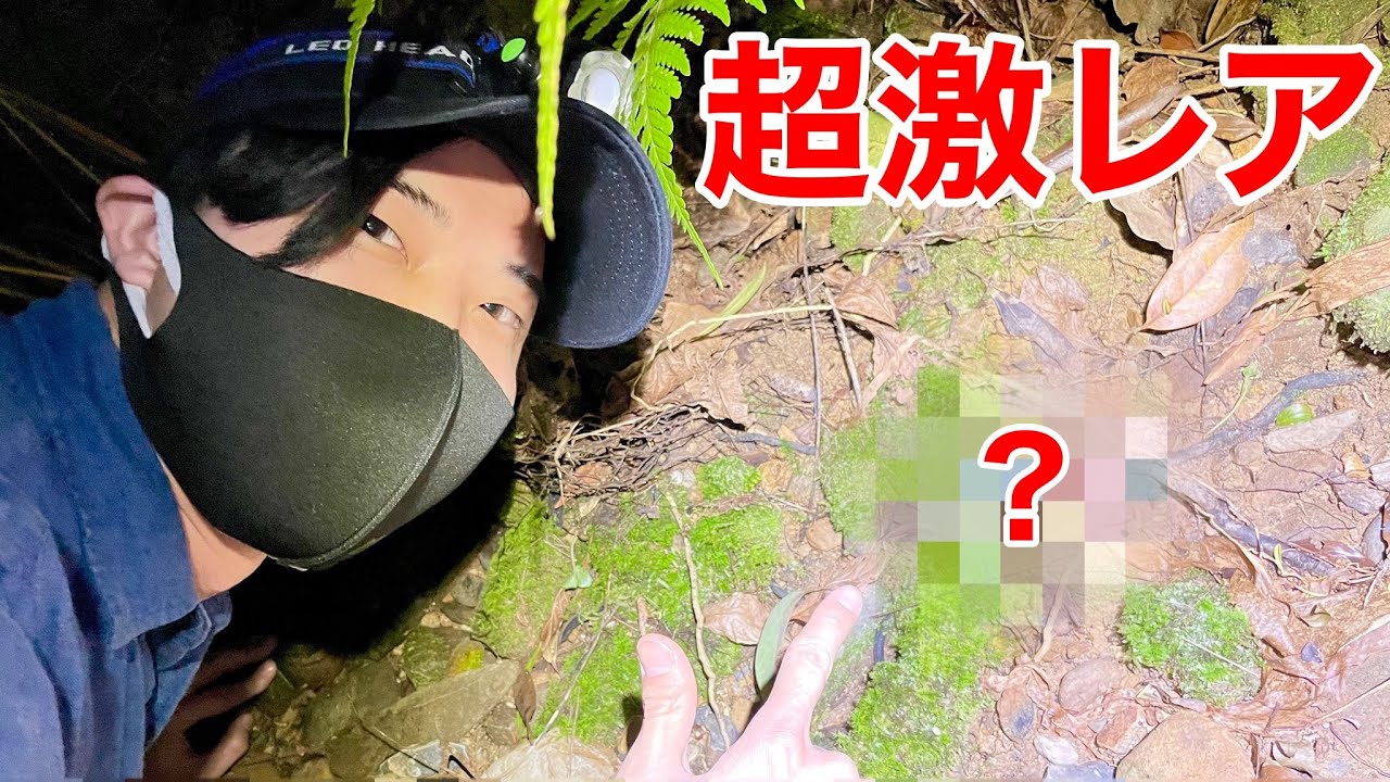 【後編】天然記念物・激レア生物が連続出現 !!!!!【沖縄フィールドワーク】