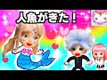 人魚の転校生！泡になる運命を変える！でも王子様ソラはココちゃんが好き‥ねこスイート