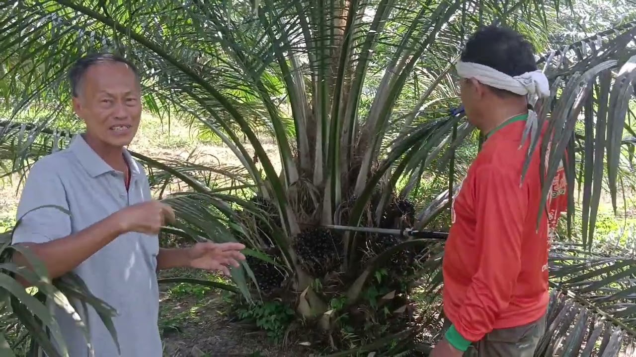 วันเพอร์เฟคปาล์ม เข้าเยี่ยมชมสวนปาล์มน้ำมันสายพันธุ์ “คาลิกซ์ Q6” ของ ผู้การ ธกส.