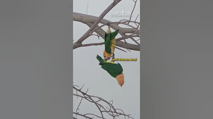 🦜 parrotise falls 🎥: caiques_canarias (IG) #parrots #cliffhanger #shorts - DayDayNews