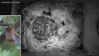 2023-05-28 day archive chickadees 11 days old