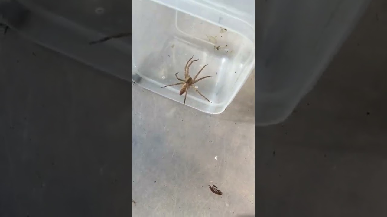 4 common spiders species found in southern Ohio