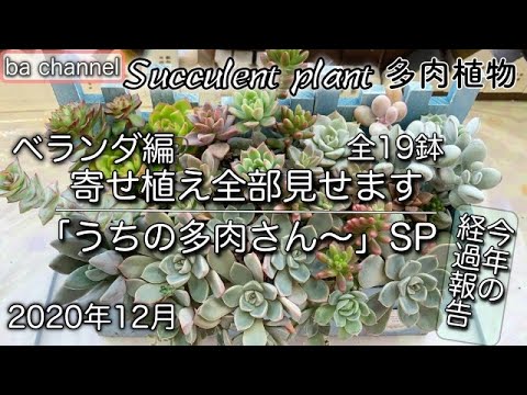 152 多肉植物 12月ベランダ寄せ植え全19鉢 個別に解説 今年の経過報告 Succulent Youtube