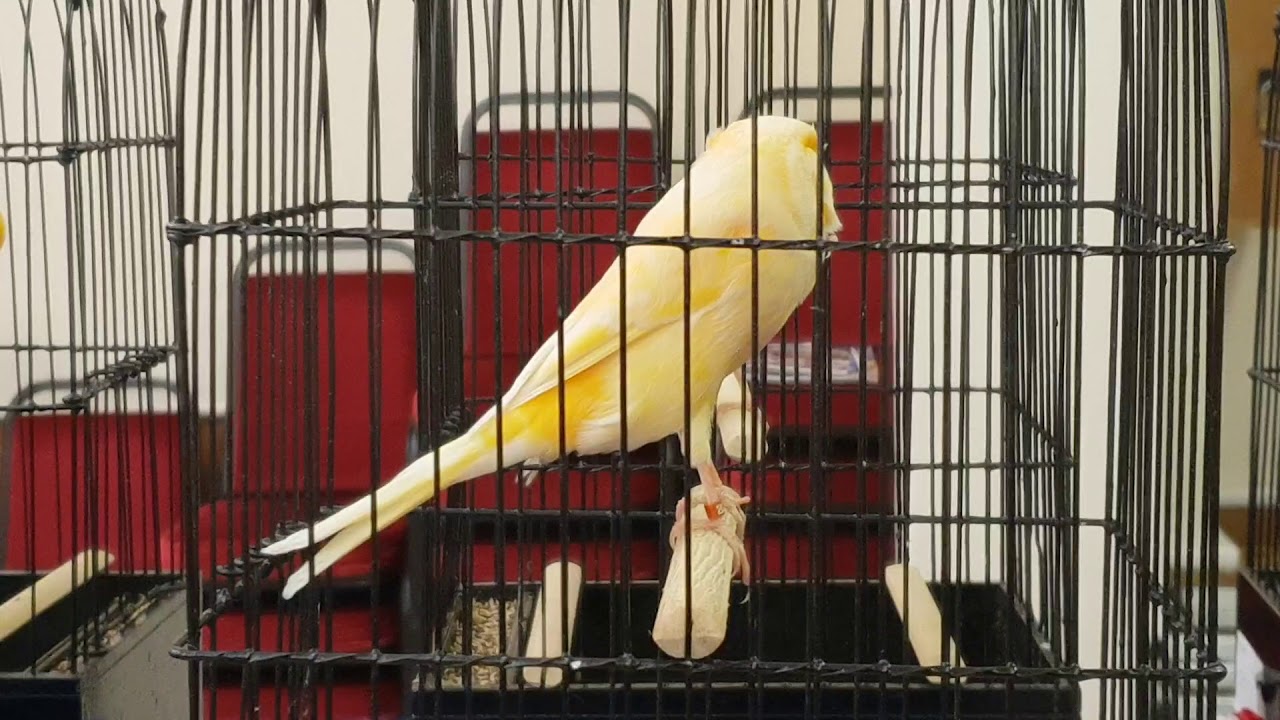 Southern & Eastern Counties Yorkshire Canary Show 2019