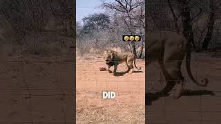 Brave Woman Confronts Lion with Meat: Insane Reaction Ensues