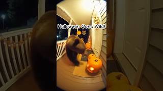 👉 Bear Destroys Porch Pumpkins! 😱🎃 #animals #bear #shorts #halloween #viralvideo