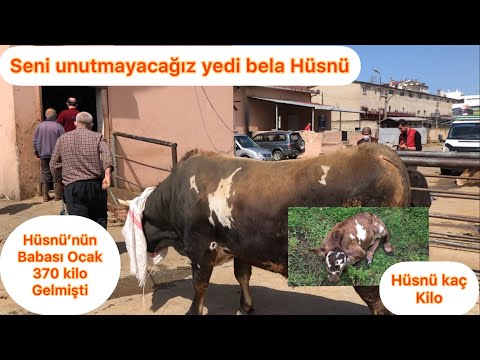 Deli tosun Hüsnü kesiliyor/Bu tosun hiç unutulmayacak