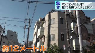 マンションよりも高い!?　都内で発見“お化けサボテン”