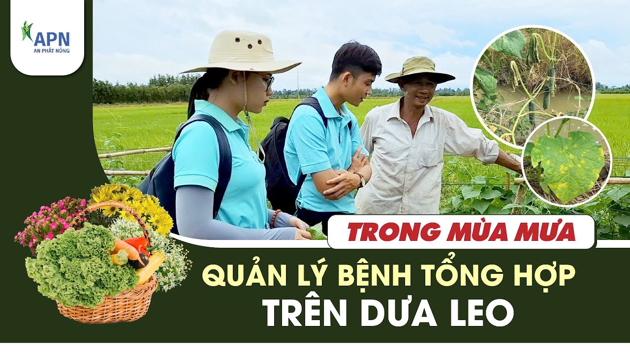 DƯA LEO MÙA MƯA NÊN LƯU Ý BỆNH GÌ? | Sương mai, héo xanh, héo vàng, nứt thân chảy nhựa