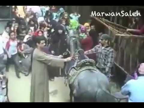 امسك الحصان ياناس