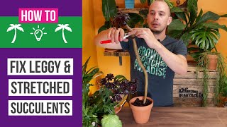 How to fix leggy & stretched succulents