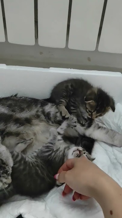 мама кошка🐱и три котенка🐱🐱🐱 - YouTube