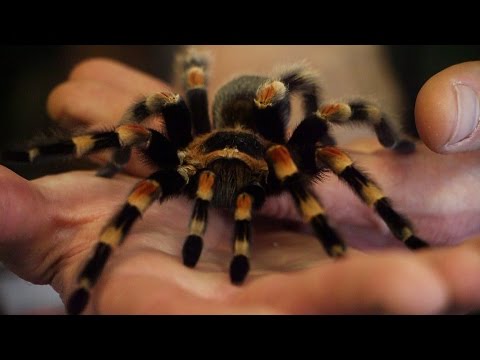 Video: Zijn folcid spiders gevaarlijk?