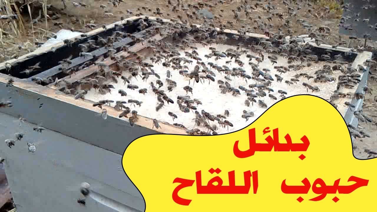 بدائل حبوب اللقاح لتغذية النحل في فصل الخريف