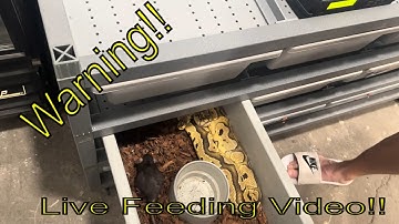 WARNING LIVE FEEDING!! || FEEDING DAY AT TAC Pythons!!!