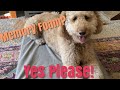 Memory Foam Pet Bed Review!