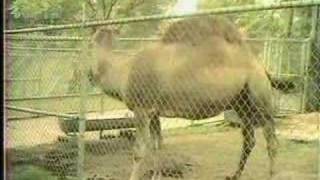 Bwana Clyde Batty At Your Service