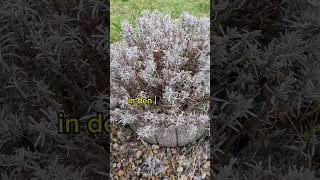 Lavendel schneiden im Frühjahr #garten #gartenarbeit #pflanzen