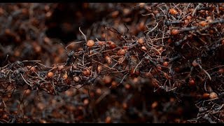 Brasil Salvaje - Documental Naturaleza Hd 1080P - Grandes Documentales