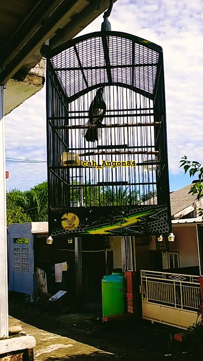 🔥MULAI KONDISI🔥 #kicaumania #kacermania #kacerfighter #birds #kacergacor #burung