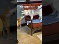 イタズラの天才系シベリアンハスキー #shorts