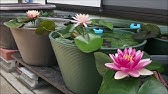 ホテイアオイ 育て方 花を咲かせる方法ポイント2つだけ 花が咲かない方へ Youtube ホテイアオイ 育て方 花を咲かせる方法ポイント2つだけ 花が咲かない方へ Youtube